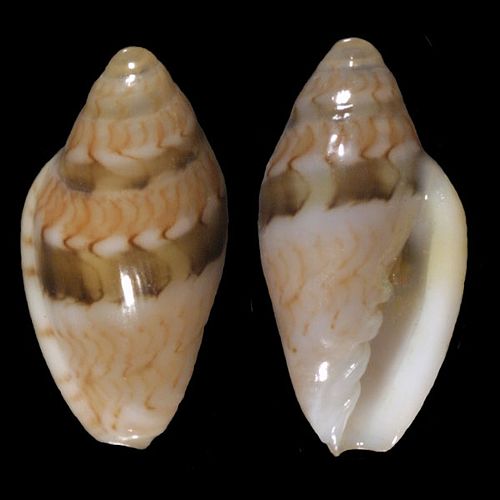 Marginella bavayi